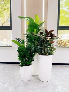 宁波余姚植物租摆公司